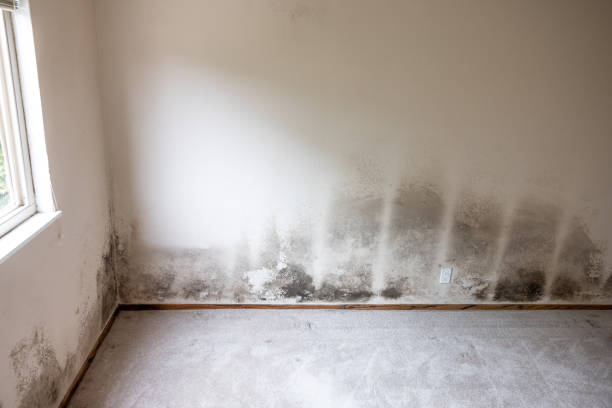 Reliable Doylestown, OH Mold Inspection, Removal & Remediation Solutions